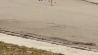 Perfectly Synchronized Deer Hopping Down the Street