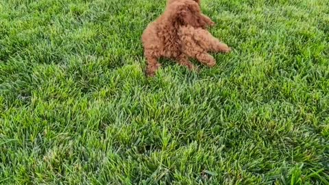 Little puppie Palying green grass