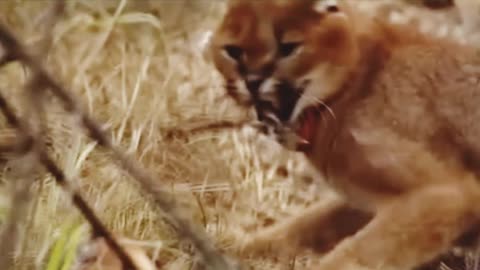 Angry caracal adorably flops his ears and see the eyes of hungry caracal.