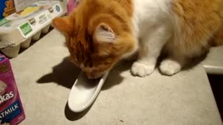 Super cute cat drinking milk from olive serving dish