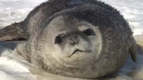 Eerie Vocals of Weddell Seal Pup & Adult