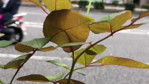 A solitary rose bud..