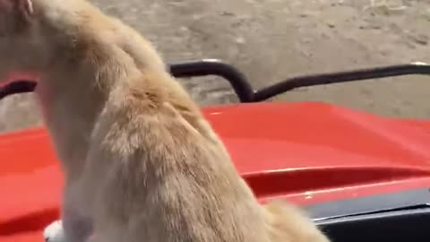 Stripes the Cool Cat on the ATV