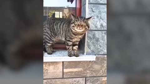 These cats can speak but in a different way