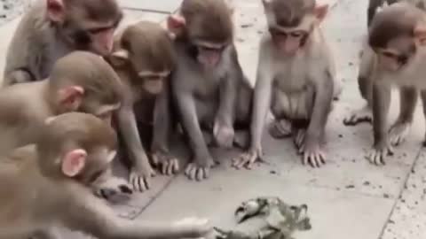 Macacos brincando com carangueijo.
