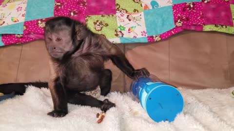 Monkey Learning to Operate a Bubblegum Machine