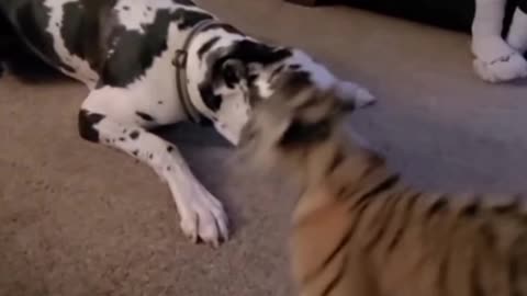 Dog vs tiger Fighting
