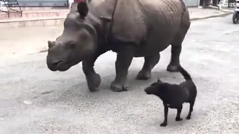 Indian Rhino walking the streets in Nepal