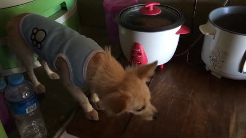 Caught In The Act: Dog On Top Of A Dining Table