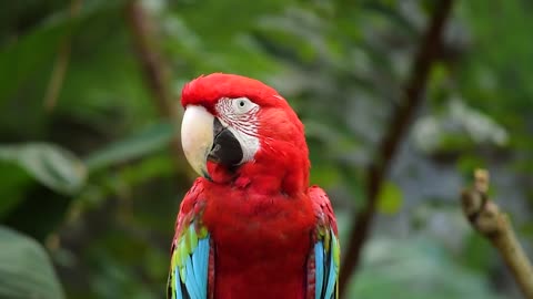 Red macaw