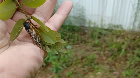 17 year Cicada, up close and personal.