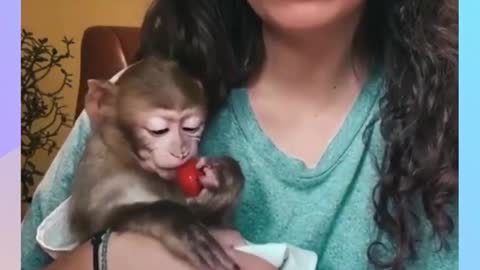 Very Cute Monkey eating strawberry