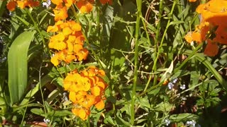 Flower Garden & Bird Background