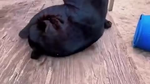 Black Jaguar Reacts to Catnip