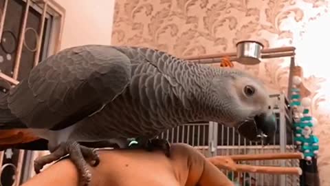 African Grey Parrot & Cat!! they growing together
