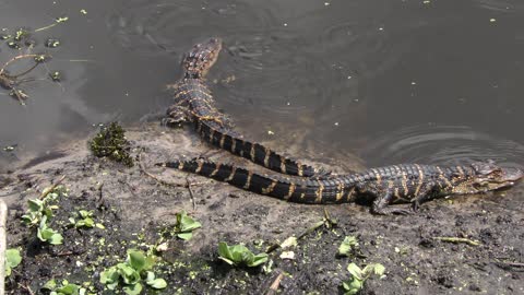 Young alligators basking near pond
