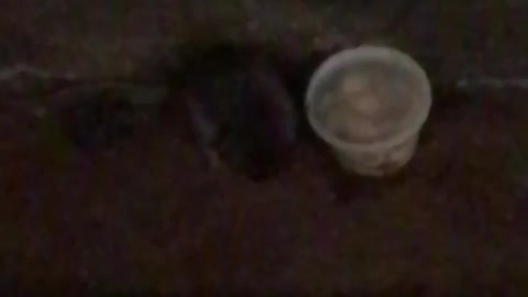 Rat eating soup on subway rail tracks