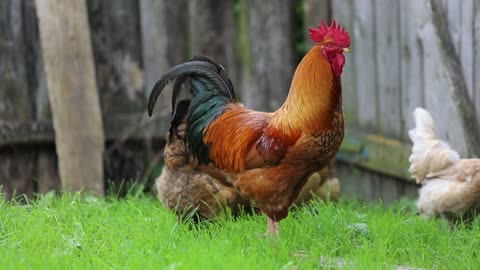 Rooster and his chickens