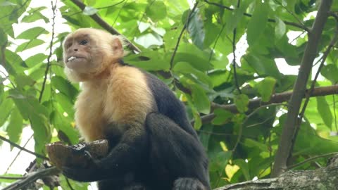 Monkey eating from a coconut