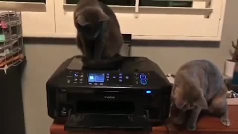 Funny Cats do Funny Things