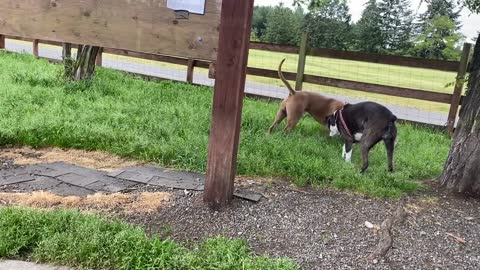 Huge Pitbull playing with German Shepard. Amazing!