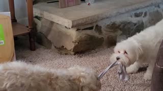 Puppy tug of war ramsvsriley