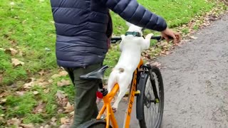 Pepper Goes for a Spin with Pappa