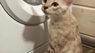 Kitty is Learning How to Wash Cloths