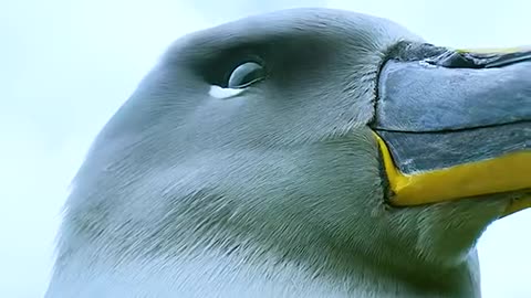 Why the Albatross recognized its chic through the nest?