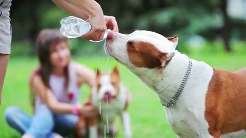 man gives his dogs water to drink