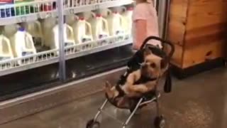 Shopping with "baby"