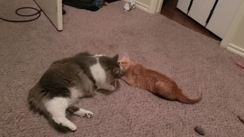 Feline Brotherly Love