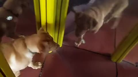 DOG KEEP HITTING THE GLASS