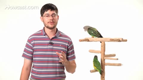 How to Teach Your Parrot to Talk - Parrot