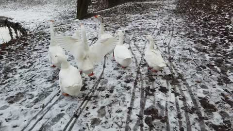 Geese walking along a lake