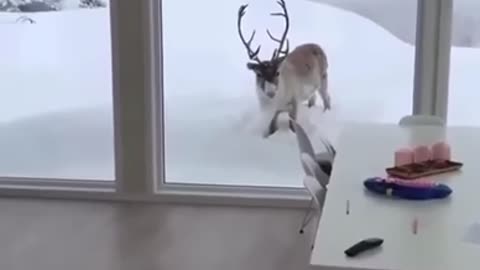 Reindeer in the living room