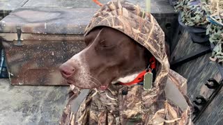 German Short-Haired Pointer Doesn't Let Cold Weather Ruin His Hunt