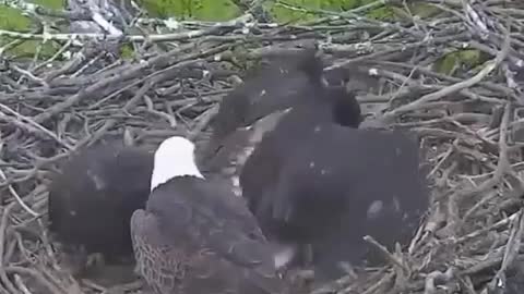 The eagle brought the head of a fawn for lunch to his chicks