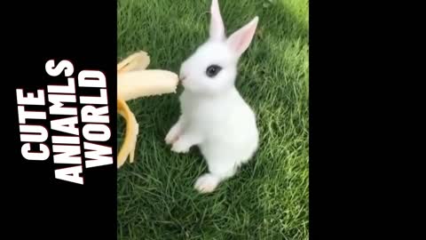 animals baby and cute video