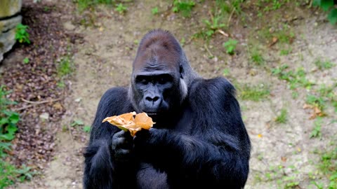 Black Gorilla Eating Banana