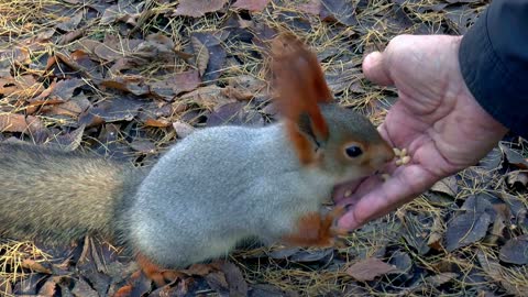 Human feeding a little squirrel in the jungle