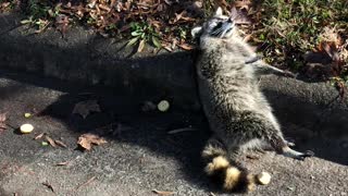 Rabid Raccoon