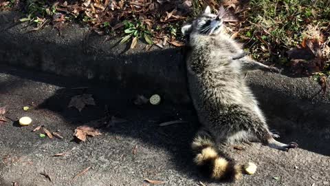 Rabid Raccoon