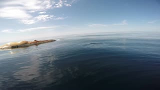 Great White Shark Circles Boat And Feeds On A Whale