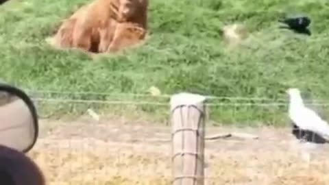 A wonderful scene of a bear playing with the children