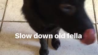 Slow down old fella dog slips on wood floor