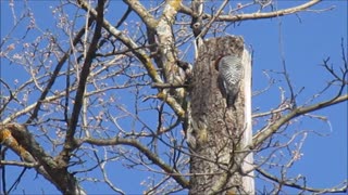 Woodpecker in the tree