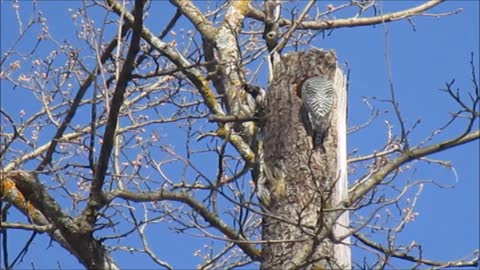 Woodpecker in the tree