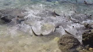 Sharks Feasting on Fish