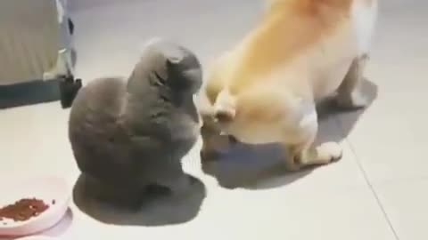 Dog plays with cat 🐈